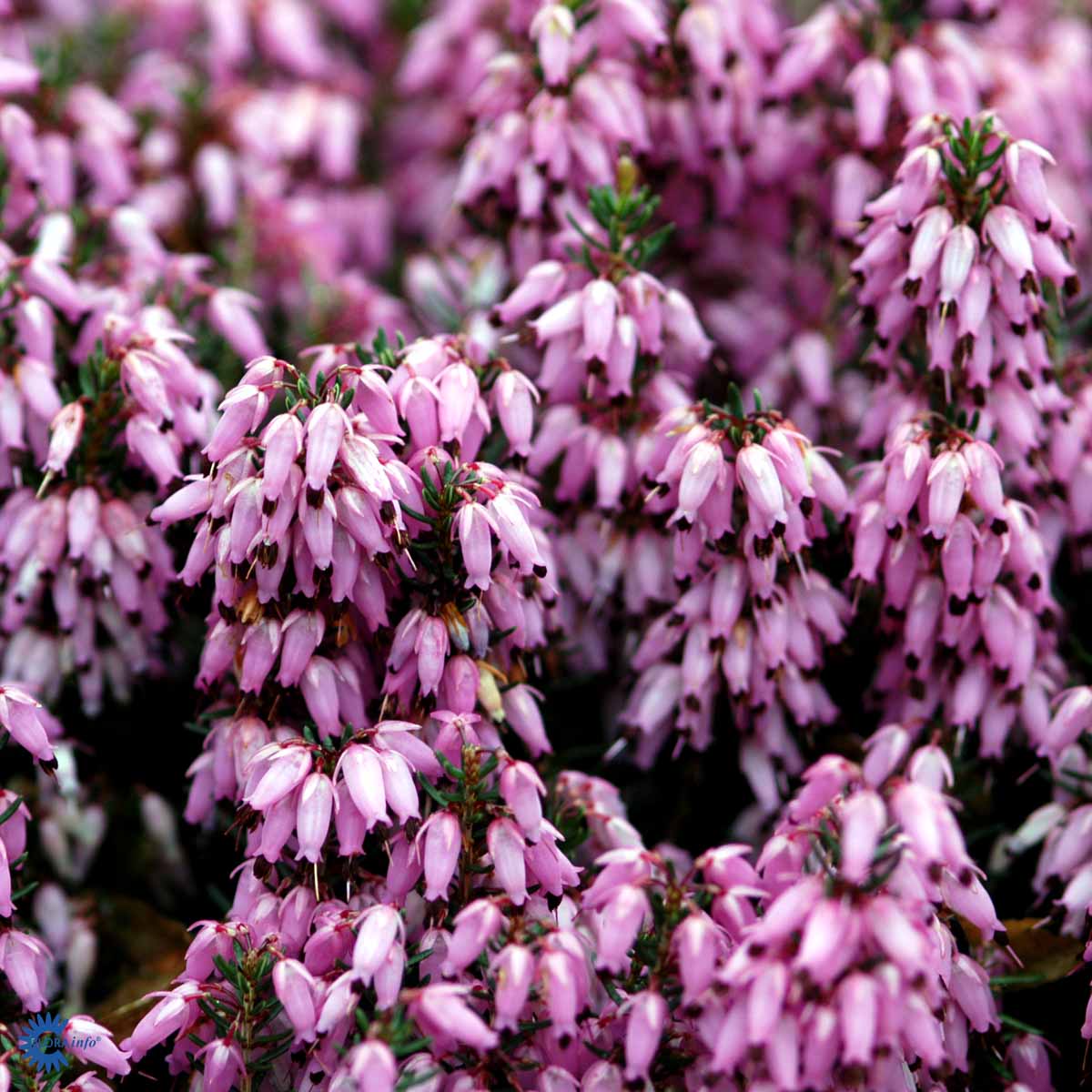 Erica carnea 'March Seedling'